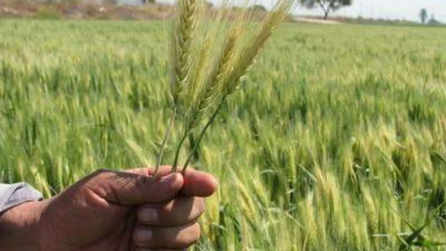 SORGO TRIGO-JESUS GTZ-EL SOL DE IRAPUATO (3)